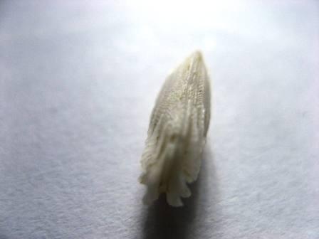 Identificazione grazie mille!